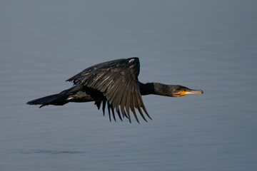 Cormorant (Phalacrocorax carbo) flying low over a lake at Ham Wall in Somerset, United Kingdom. 