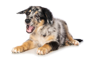 Happy old german herding puppy isolated on white