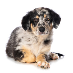 Old german herding puppy isolated on white