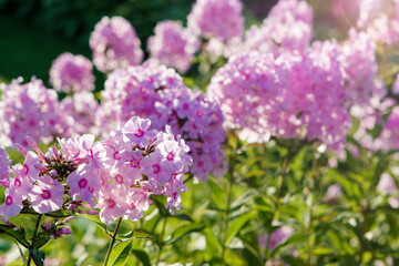 Pink phlox flowers in sunlight