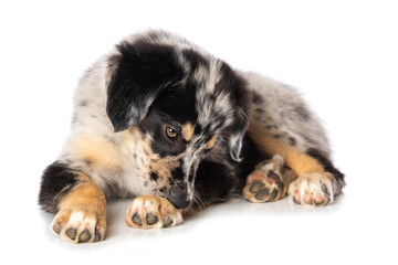 Old german herding puppy licking his paw isolated on white