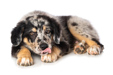 Old german herding puppy licking his paw isolated on white