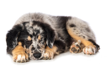 Old german herding puppy sleeping isolated on white