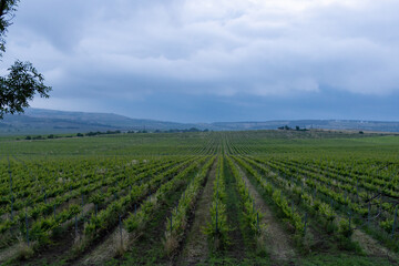 Fototapeta na wymiar Vineyard on a summer cloudy rainy day. 