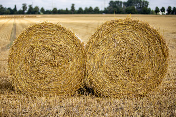 hay bundles on a harvested field, outdoors