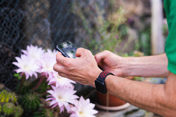 Man's hands taking photograph. Cactus flower.