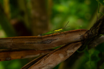 A grasshopper is perching on a brown leaf in a bush