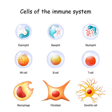 immune system cells. White blood cells or leukocytes