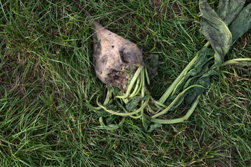 Obraz premium pulled out beet lies on grass