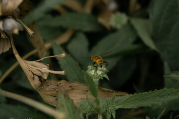 Photo of A bee is perching on a white green flower looking for nectar