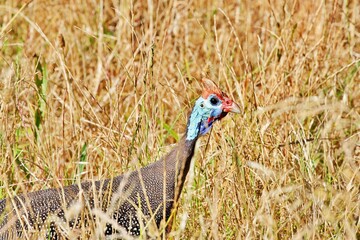 Perlhuhn in freier Wildbahn