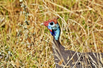 Perlhuhn in freier Wildbahn