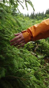 hiker woman hands close up touching wet pine tree branch