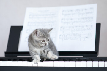kitten playing piano © Наталья Егорова