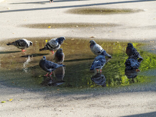 A group of  pigeons in a puddle on the sidewalk