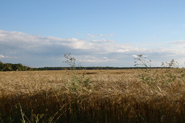 The field is sown with yellow wheat