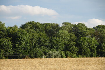 The field is sown with yellow wheat