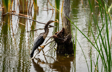 Anhinga Anhinga fishing in lake at Viera Wetland in Viera Florida.