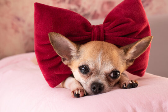 Small beautiful dog with a big red bow.