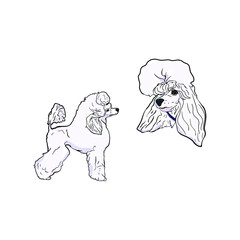 Vector illustration of a dog. Set of poodles as a blank for a designer, logo, icon, veterinary