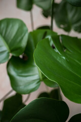 Monstera leaves with light pink background