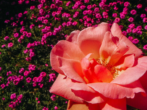 Large pink flower with several smaller pink flowers in background - Powered by Adobe