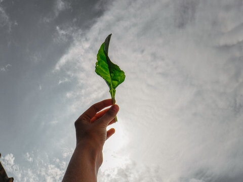 Hand holding green leaf against sunlight sky with clouds