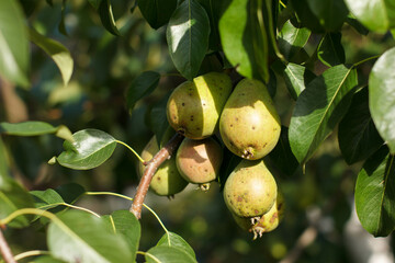 Pear on tree. Pears on a branch. Red pears. Pear-tree/ Pear branch full of fruit/ Pear fruit on the tree in the fruit garden