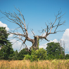 Belarusian landscape. Dry tree with beautiful branches in a field with dry grass under the bright sun.