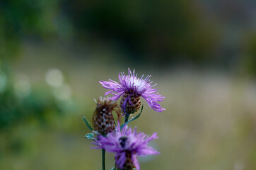 Small blue cornflowers on the natural background