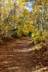 Hiking trails through the autumn woods.