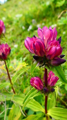 pink blühende Wildblumen