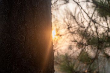 sun rays through the trees