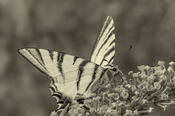 close up of butterfly sitting on blossom
