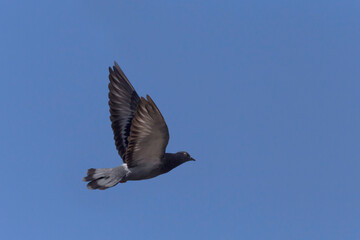 pigeon flying in a blue sky