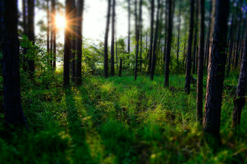 sun rays in the forest