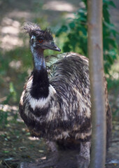 Adult emu looking to the side