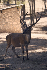 Lonely deer with big antlers in a park