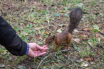 A small red squirrel on the grass takes a nut from a human hand in a natural park on a summer day