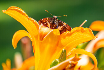 brown and white butterfly looking out over golden orange daylily flower  © vermontalm