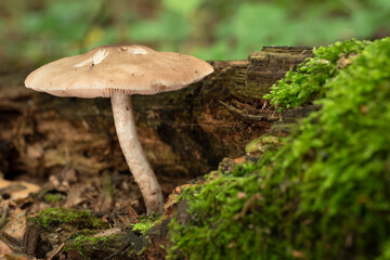 Mushroom growing on a tree trunk covered by moss in the autumn forest.