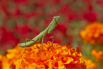 green mantis sitting on marigold flower