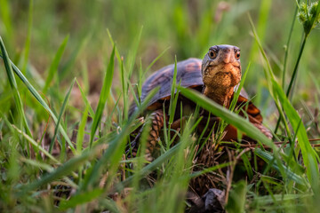 Naklejka na ściany i meble Curious box turtle looking up through the grass