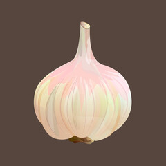 Garlic on a gray background. Vector illustration