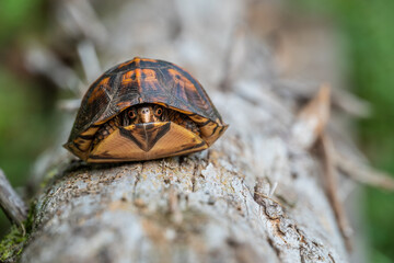 Box turtle on log hiding in its shell