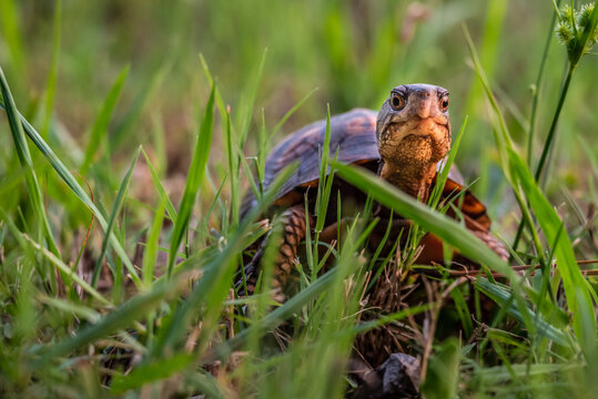 Curious box turtle looking up through the grass