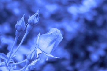 Flourishing Light Blue Rose Flower