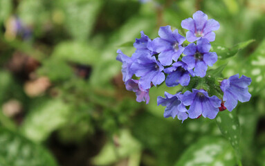 Blooming Pulmonaria Flowers