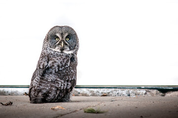 Great Gray Owl waiting patiently by a garage  door. Alberta birds of prey.