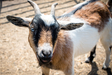 Closeup of a happy goat on a farm in Strathcona County, Alberta, Canada